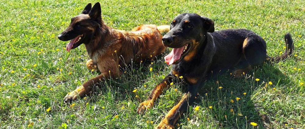 chiens-elo-dogs