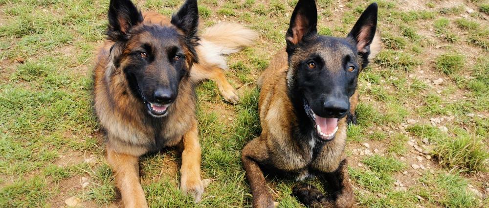 education-chiens-elo-dogs