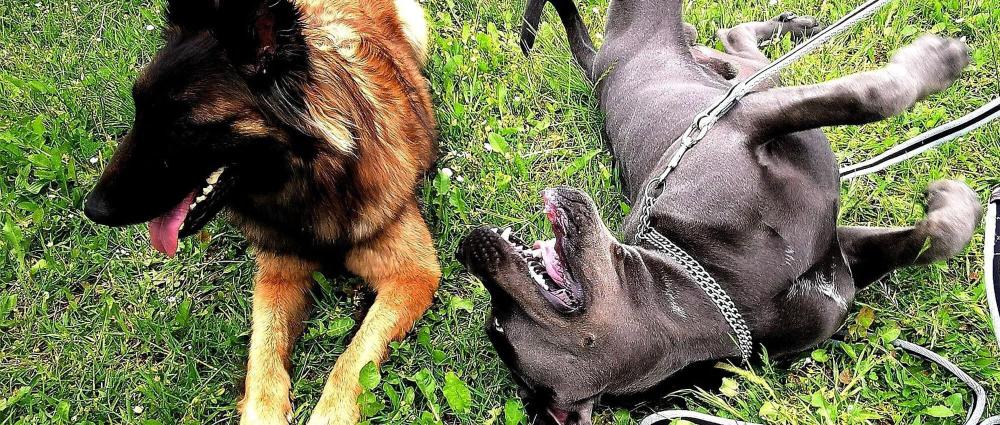 education-canine-elo-dogs