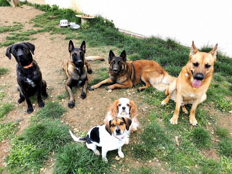 chiens-bien-etre-elo-dogs