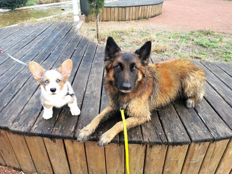 education-chien-elo-dogs