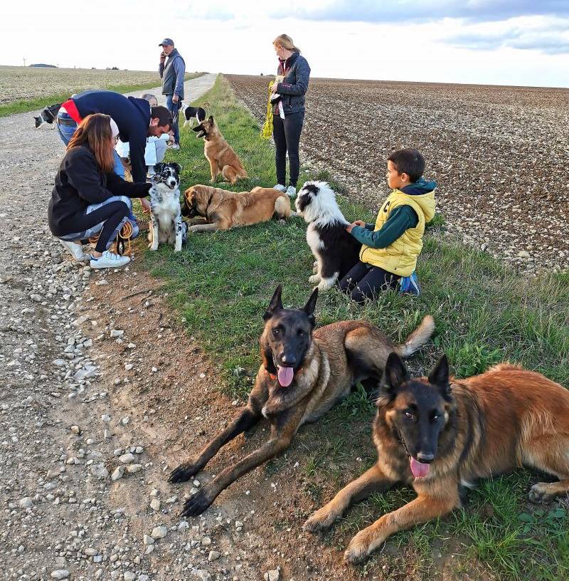 cours-collectifs-elo-dogs