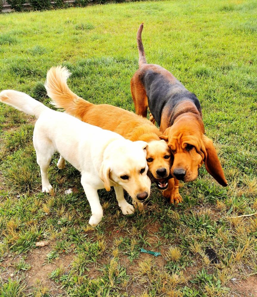educatrice-canine-elo-dogs