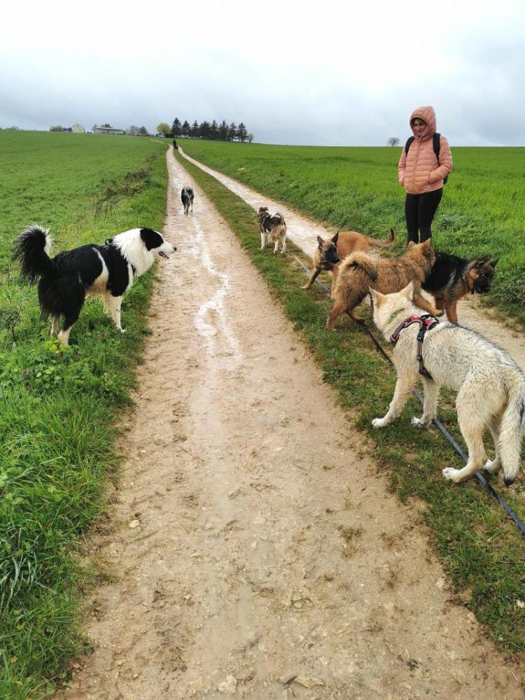 accompagnement-chiens-elo-dogs